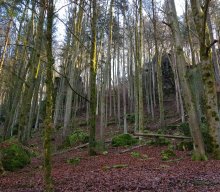 Jahresabschlusswanderung im Pegnitztal – „Weitblicke genießen“